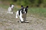 BOULEDOGUE FRANCAIS 390